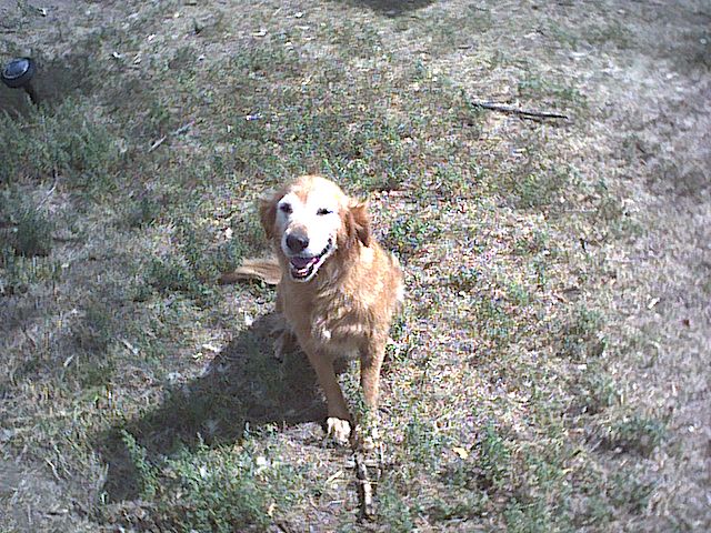 A black dog; Actual size=240 pixels wide